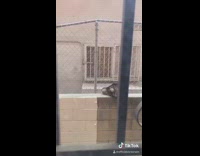 Guy reenacts how cat sleeps