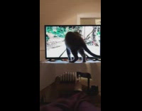 Cat stands table watches bird video television 