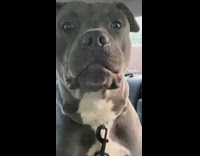 Gray pitbull in backseat reacts to owner saying hes going to be neutered 