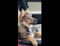 Brown puppy dog sits car seat 