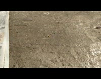 Guy watches small brown larva jump around 