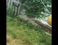 Black Dog Plays With Yellow Tetherball