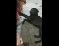 Guy asks dog who it loves pt. 2 
