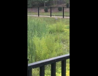 Guy sees long neck bird at the park near lake for the first time and is shocked