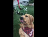 Golden retriever dog tries to grab mistletoe 
