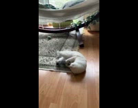 Cat wrestles and bites fish plush toy 