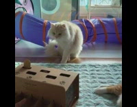 Brown cat whack a mole cardboard box 