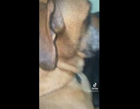 Pink collar under neck fat skin of dog 