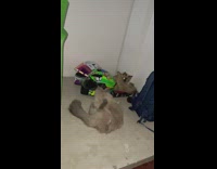 Two cats stare lick their balls helmet