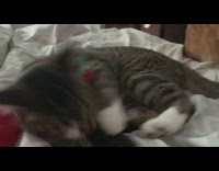 two cats on bed with fish toy play