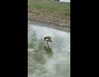 Brown duck bird walks across frozen lake