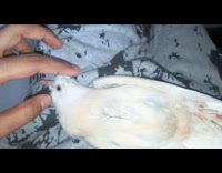 Submitter gently petting baby pigeon on lap