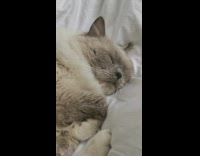 Brown gray cat sleeps