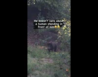Guy sees black boar on grass outside 