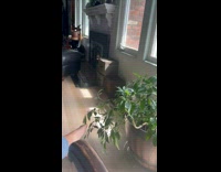 Kitten Jumps On and Off Plant as it Plays