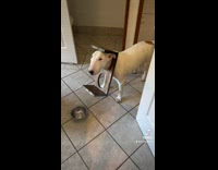 Collab BitchMP - Bowl stand stuck in dogs neck 