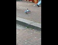 Holed Bread Bounces and Goes in Pigeons Neck