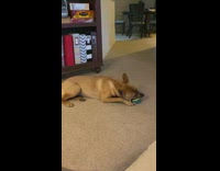 Brown dog watch DDOI video on TV part 2