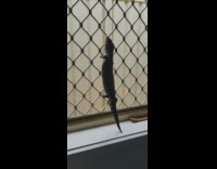 Lizard climb on window screen falls down