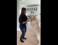 Lady holds front paws and dances with dog 