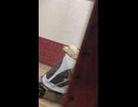 Man push large dog in a trolley