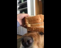 Dog Balances Slices of Bread On Top Of Head