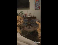 Collab Clips mpugc - Girl asks her cat with glasses if he can help with taxes