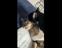 Cat Snarls and Hits Dominant Clingy Cat