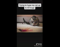 Trying to hype my cat up to kill bugs 