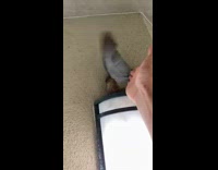 Collab BitchMP - Pigeon of light gives guy hand shake 