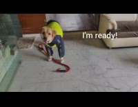 Dog black yellow jacket walks outside rain 