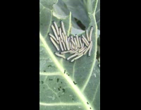 Worm bugs on leaf randomly flinch together