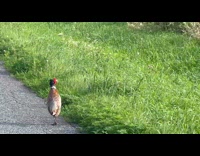 Pheasant bird poops on roadside