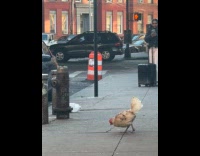 Collab winy - Chicken roaming on the city sidewalk