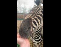 Woman feeds zebra show its yellowish teeth