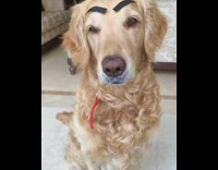 Golden retriever dog black paper eyebrows 