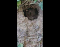 Mouse hide inside hole ground stare camera