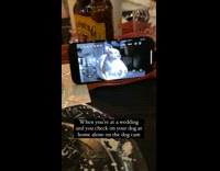 Dog on camera at home sitting up 