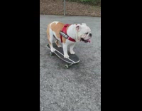 Brown dog wearing red harness rides skateboard 