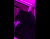 Girl says I love you to cat on bed