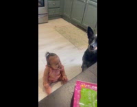 Baby laugh at dog catch food in air