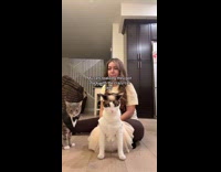 Girl with dressed up cats