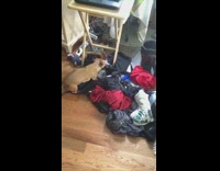 Small brown dog pulling and playing on pile of dirty clothes backpack