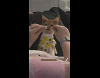 White and orange cat face lifted to smile 