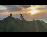 Seagulls sit on top of beach rocks with view of sunset 