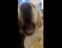 Dog eat popcorn from plate smiles