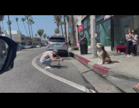 Pet dog sits on the sidewalk for a photoshoot
