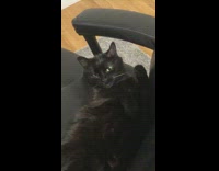 Black cat lays back yawns office chair 