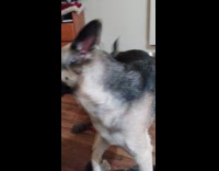 Man tease dog ask for dinner time