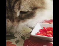 grey cat eating red bell peppers from white bowl